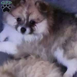 Rosie-TinyToy, Pomeranian Puppy