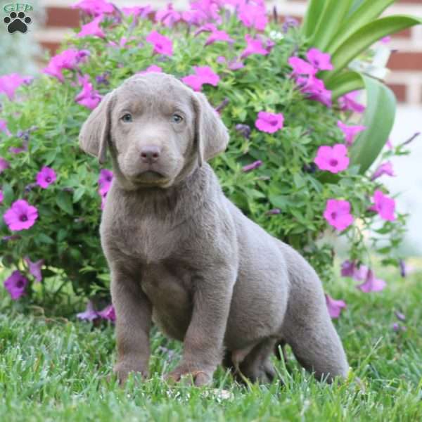 Ross, Silver Labrador Retriever Puppy