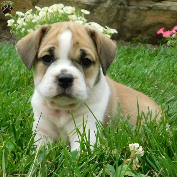 Rosy, Miniature Bulldog Puppy