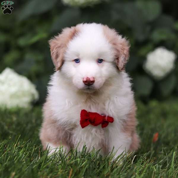 Rover, Miniature Australian Shepherd Puppy