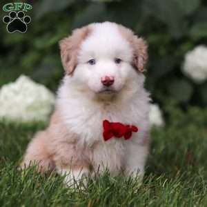 Rover, Miniature Australian Shepherd Puppy