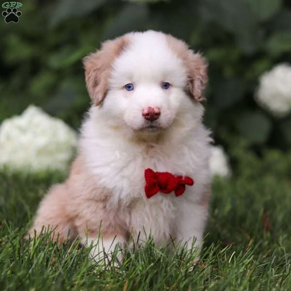 Rover, Miniature Australian Shepherd Puppy