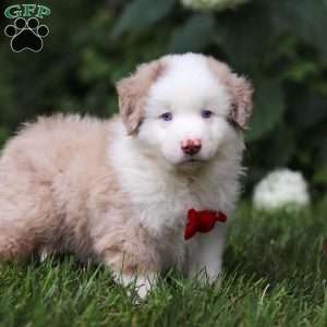 Rover, Miniature Australian Shepherd Puppy