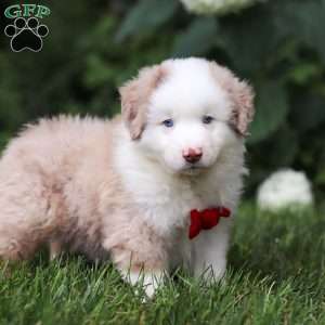 Rover, Miniature Australian Shepherd Puppy
