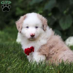 Rover, Miniature Australian Shepherd Puppy
