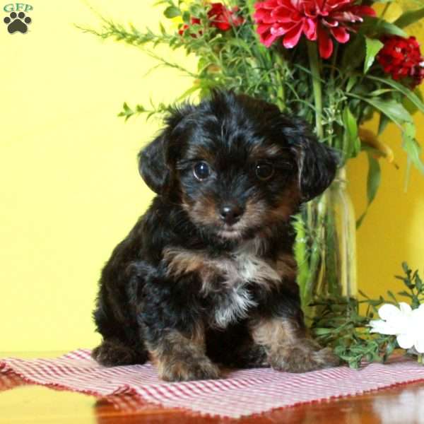 Rover, Toy Poodle Mix Puppy