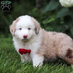 Rover, Miniature Australian Shepherd Puppy