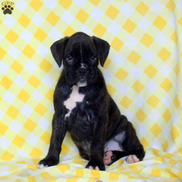 Roxi, Boxer Puppy