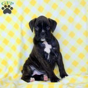 Roxi, Boxer Puppy