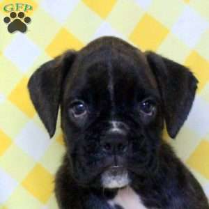 Roxi, Boxer Puppy