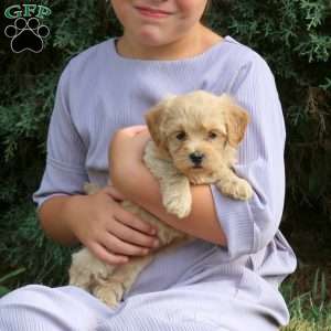 Roxy, Havapoo Puppy