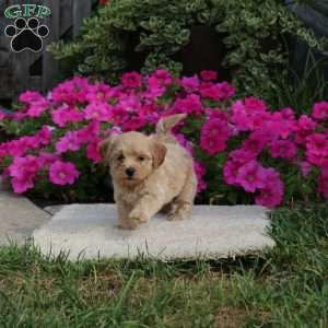 Roxy, Havapoo Puppy