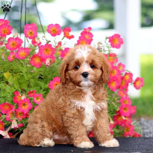 Royal, Cavapoo Puppy