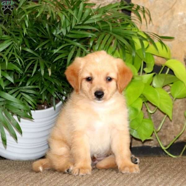 Royal, Mini Labradoodle Puppy