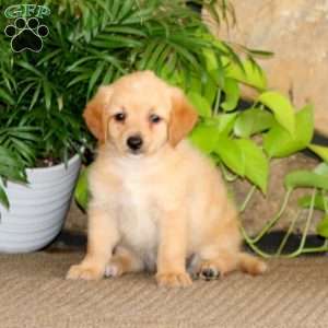 Royal, Mini Labradoodle Puppy
