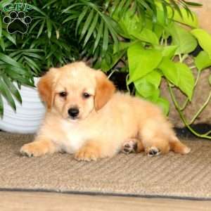 Royal, Mini Labradoodle Puppy