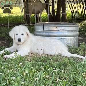 Royal, Maremma Sheepdog Puppy