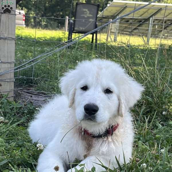 Royal, Maremma Sheepdog Puppy
