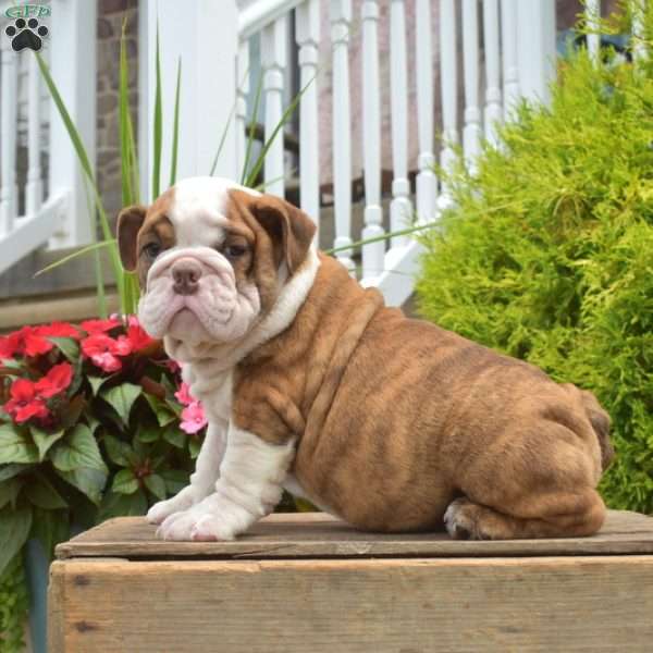 Royce, English Bulldog Puppy