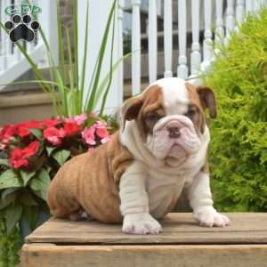 Royce, English Bulldog Puppy