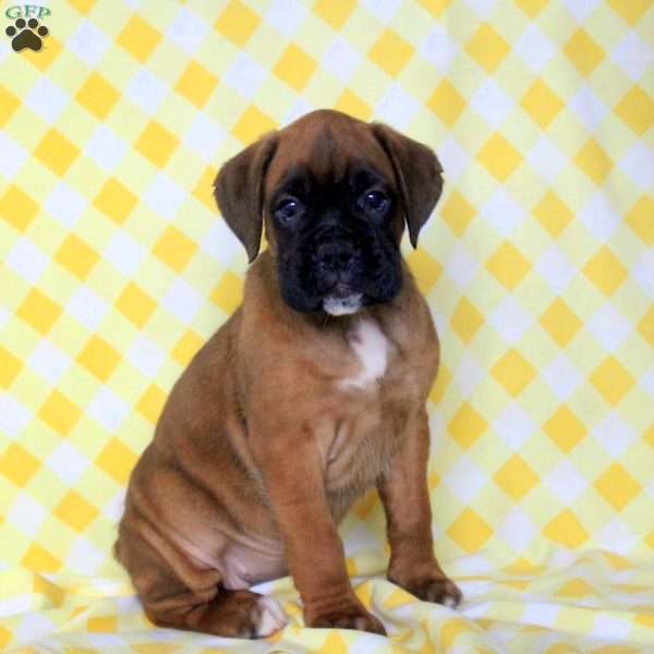 Ruby, Boxer Puppy