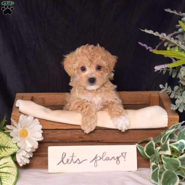Ruby, Bich-Poo Puppy