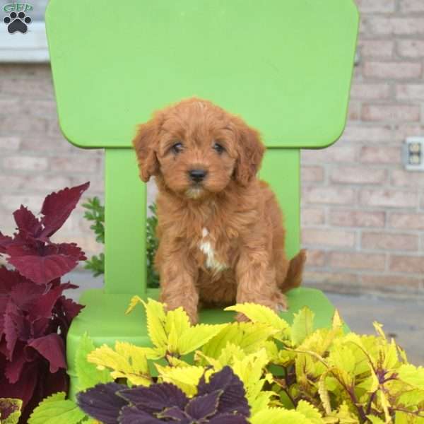 Ruby, Cavapoo Puppy