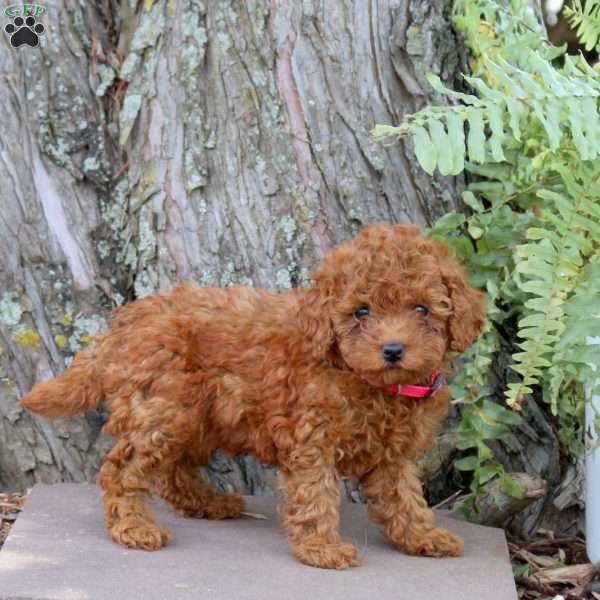 Ruby, Miniature Poodle Puppy