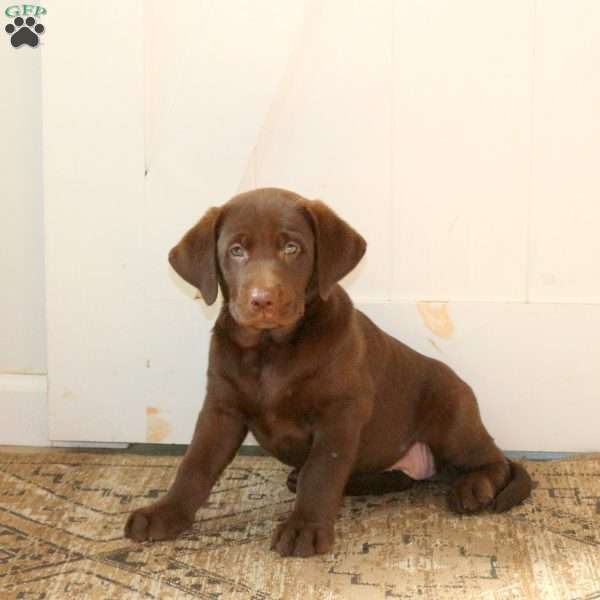 Ruby, Chocolate Labrador Retriever Puppy