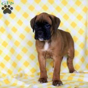 Ruby, Boxer Puppy