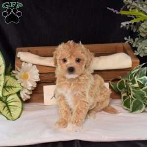Ruby, Bich-Poo Puppy