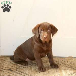 Ruby, Chocolate Labrador Retriever Puppy