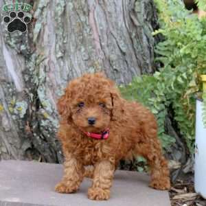 Ruby, Miniature Poodle Puppy
