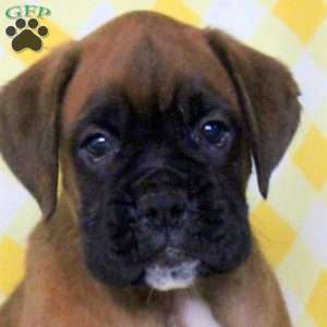 Ruby, Boxer Puppy