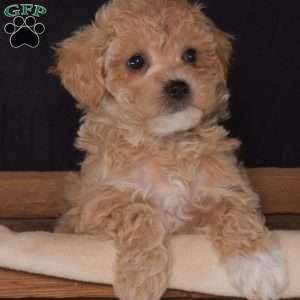 Ruby, Bich-Poo Puppy
