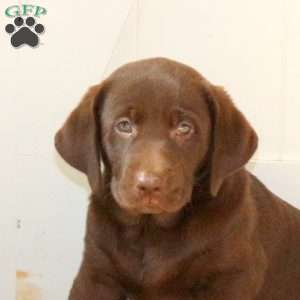 Ruby, Chocolate Labrador Retriever Puppy