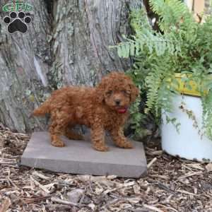 Ruby, Miniature Poodle Puppy