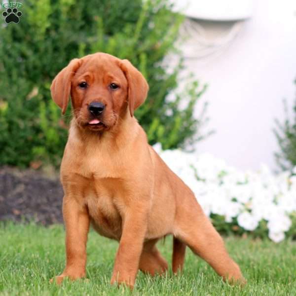 Ruby, Fox Red Labrador Retriever Puppy