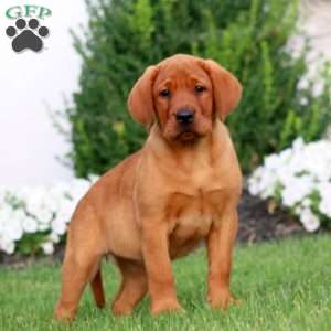 Ruby, Fox Red Labrador Retriever Puppy