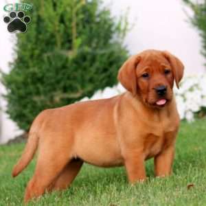 Ruby, Fox Red Labrador Retriever Puppy