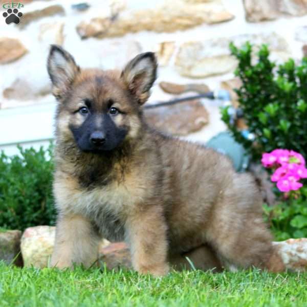 Rudy, German Shepherd Puppy
