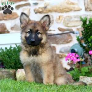 Rudy, German Shepherd Puppy