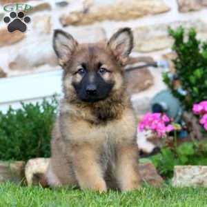 Rudy, German Shepherd Puppy