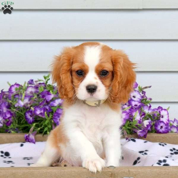Russell, Cavalier King Charles Spaniel Puppy