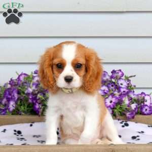 Russell, Cavalier King Charles Spaniel Puppy