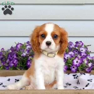 Russell, Cavalier King Charles Spaniel Puppy