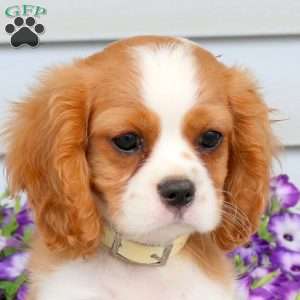 Russell, Cavalier King Charles Spaniel Puppy