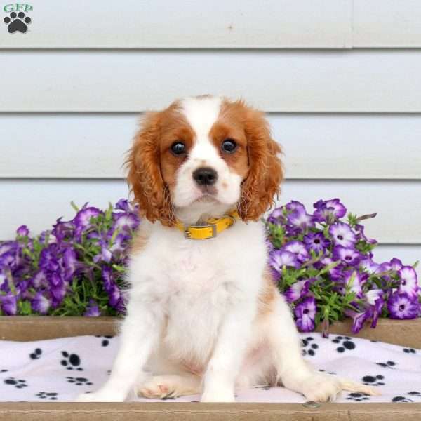 Russo, Cavalier King Charles Spaniel Puppy