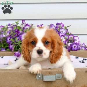 Russo, Cavalier King Charles Spaniel Puppy