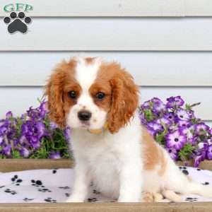Russo, Cavalier King Charles Spaniel Puppy